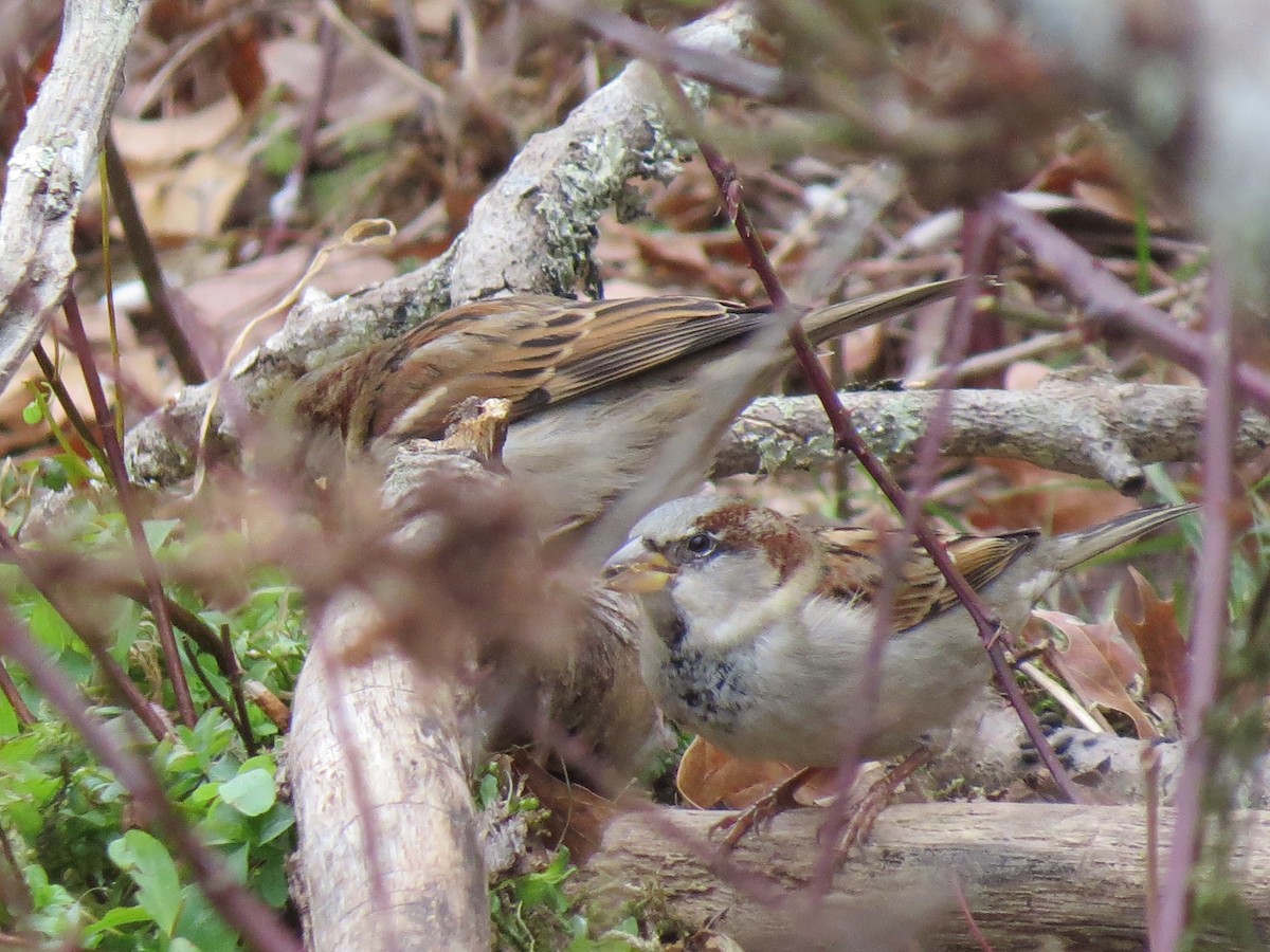 House Sparrow - ML646016191