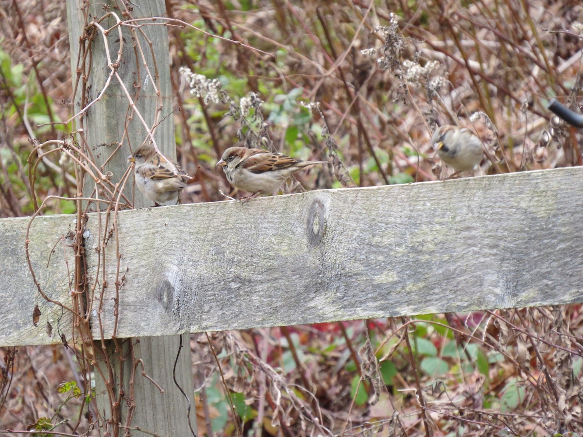 House Sparrow - ML646016192