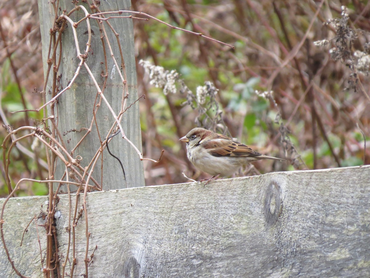 House Sparrow - ML646016193