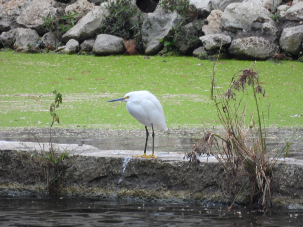 Snowy Egret - ML646016195
