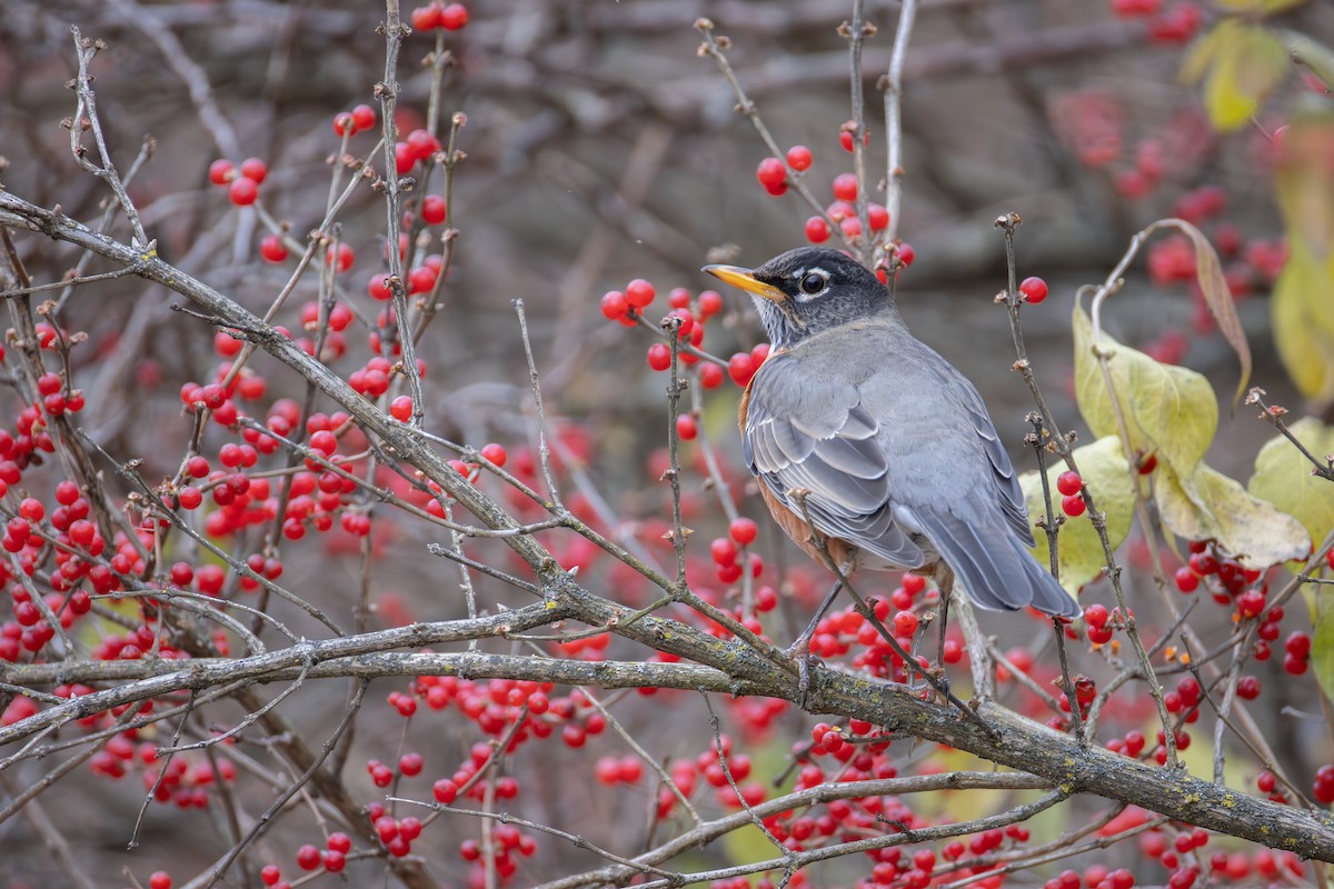 コマツグミ - ML646016196