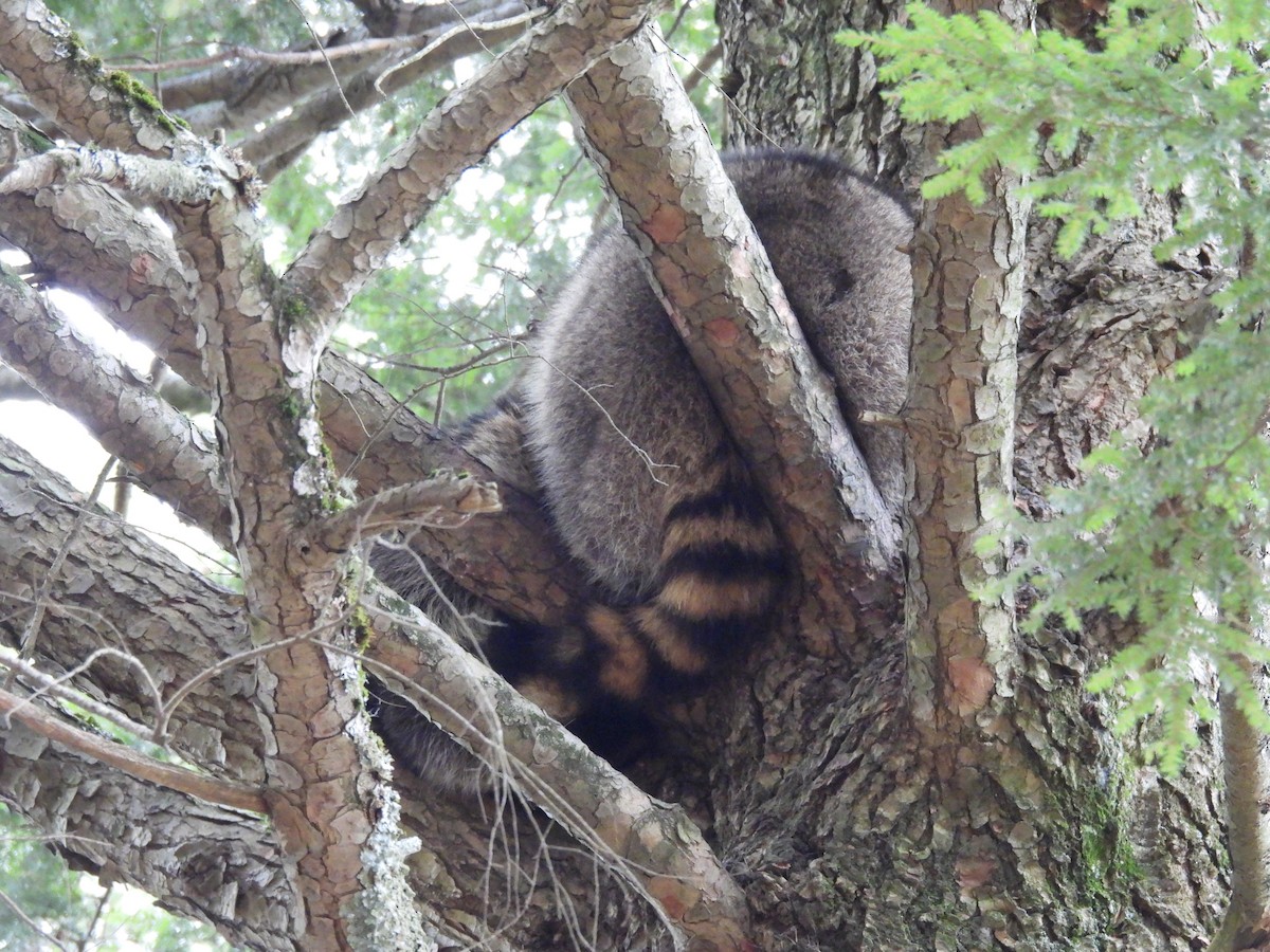 Common Raccoon - ML646016203