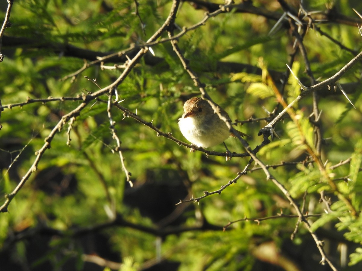 Fulvous-crowned Scrub-Tyrant - ML646016207