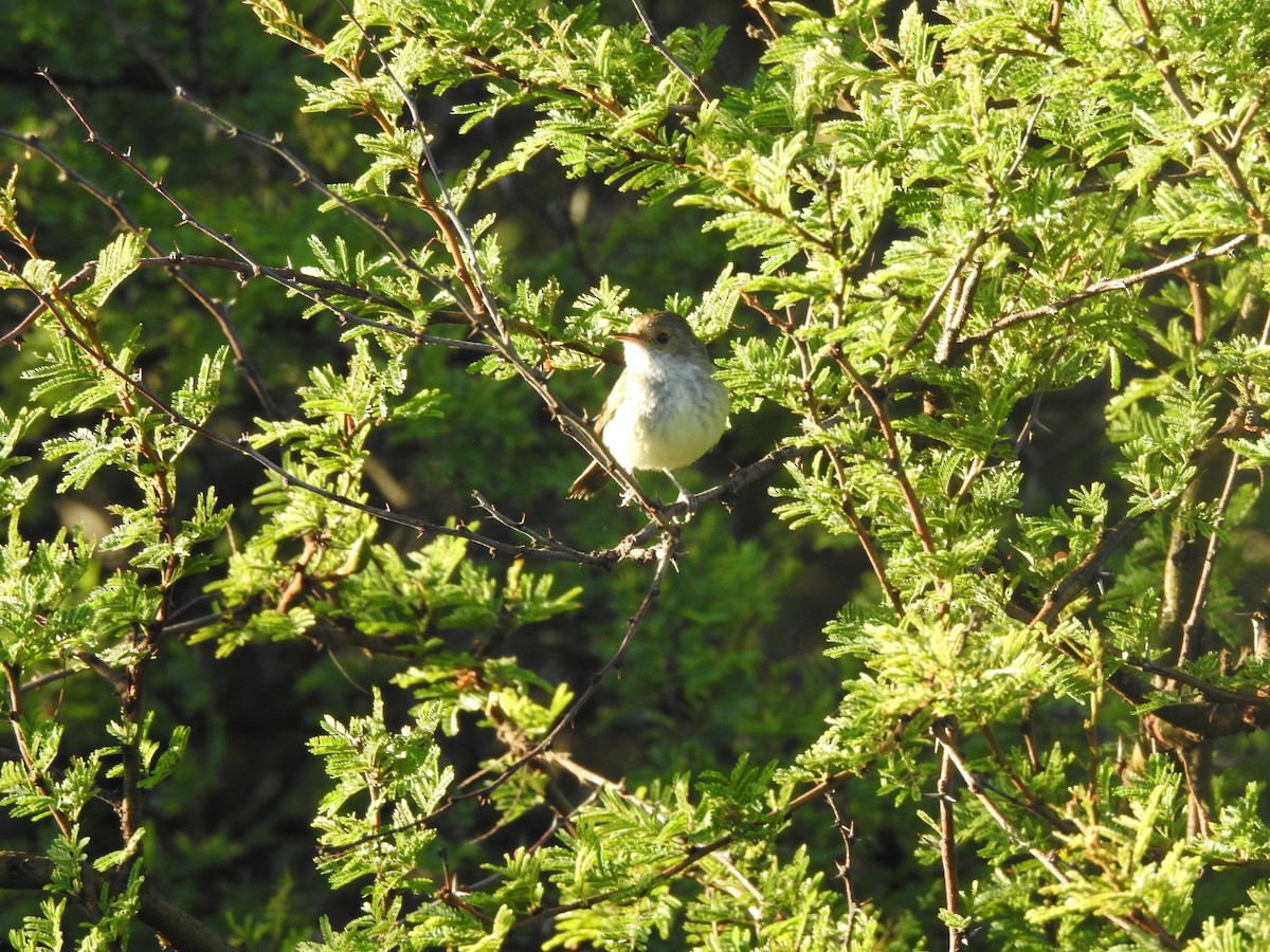 Fulvous-crowned Scrub-Tyrant - ML646016208