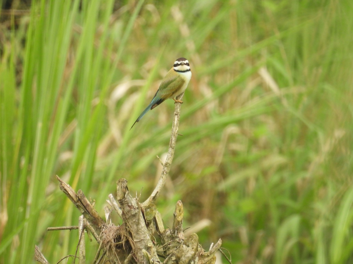 White-throated Bee-eater - ML646016209