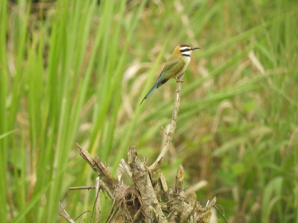 White-throated Bee-eater - ML646016212