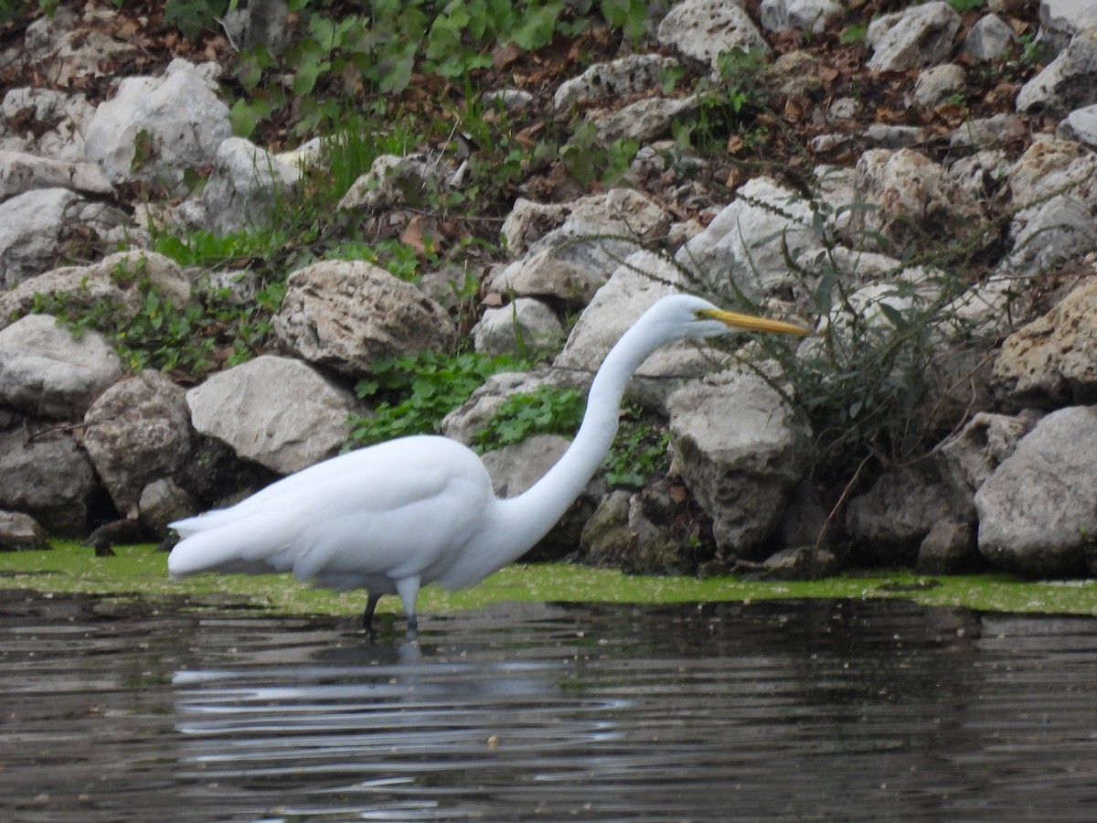 大白鷺 - ML646016215