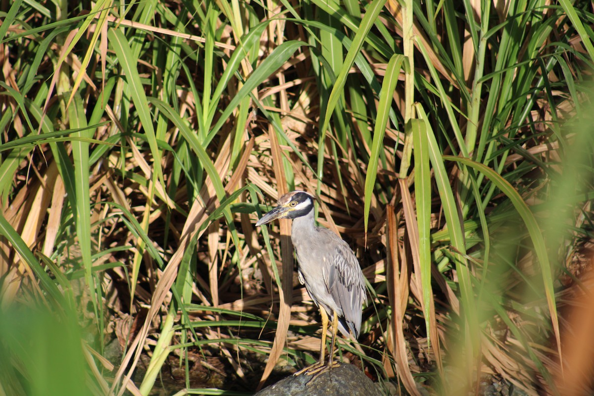 Квак чорногорлий - ML646016219