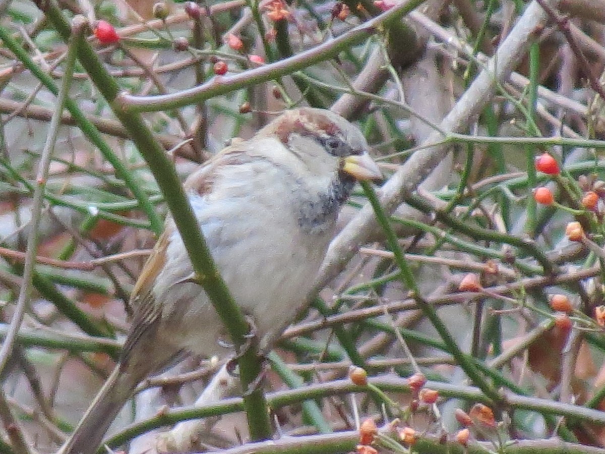 House Sparrow - ML646016220