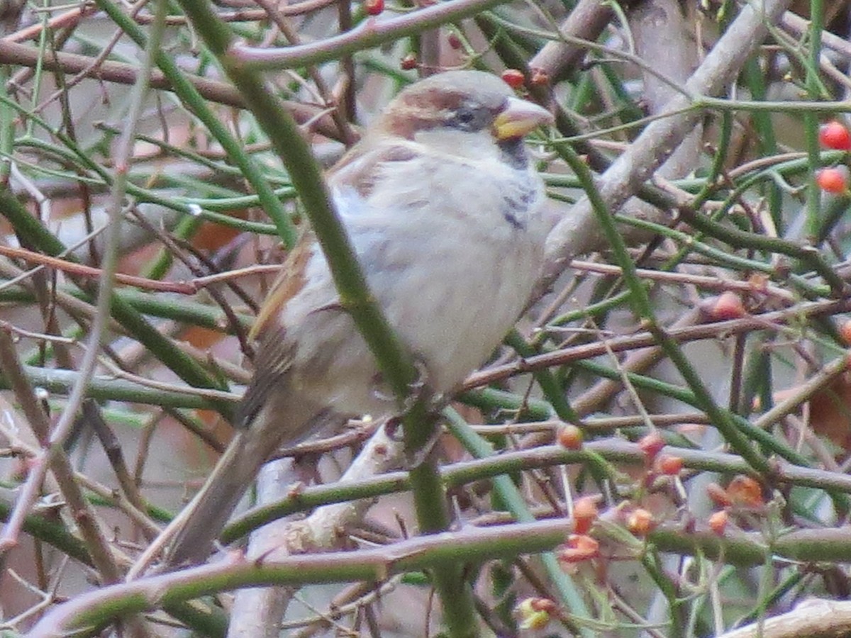 House Sparrow - ML646016221