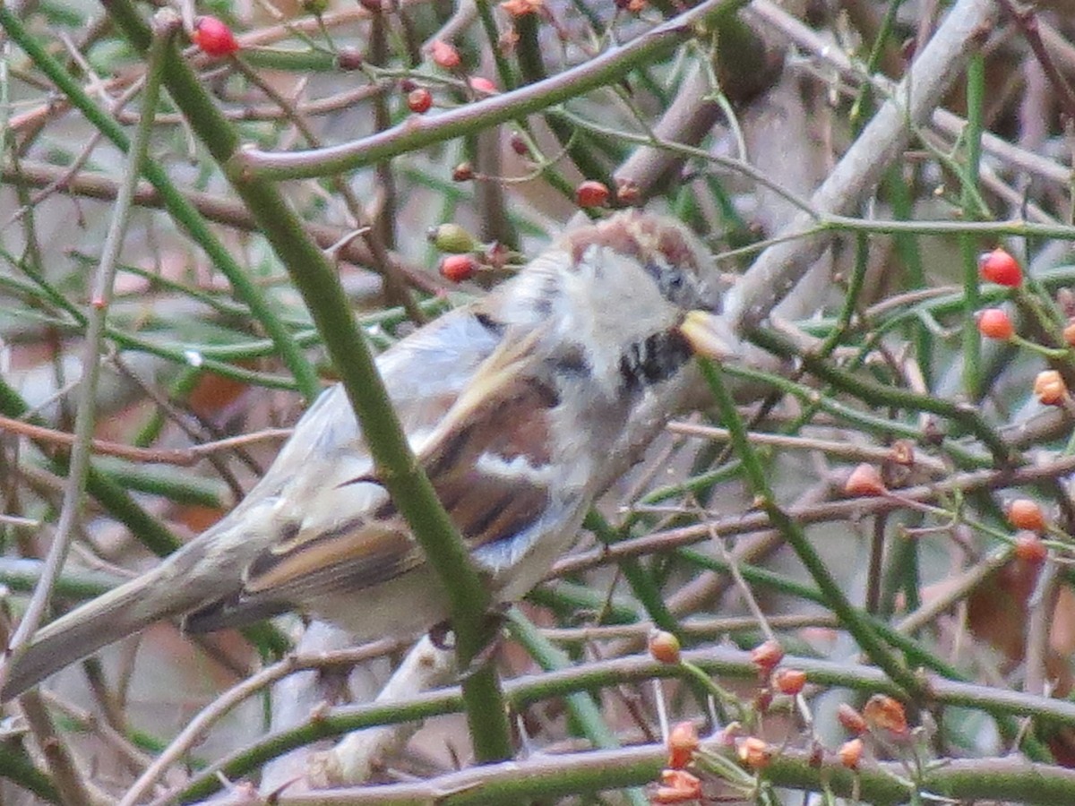 House Sparrow - ML646016222