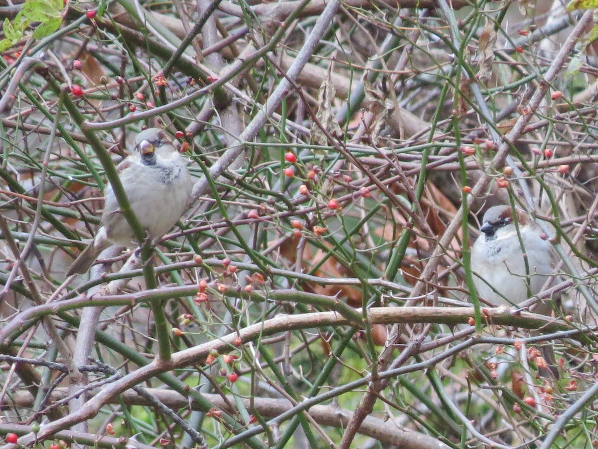 House Sparrow - ML646016223