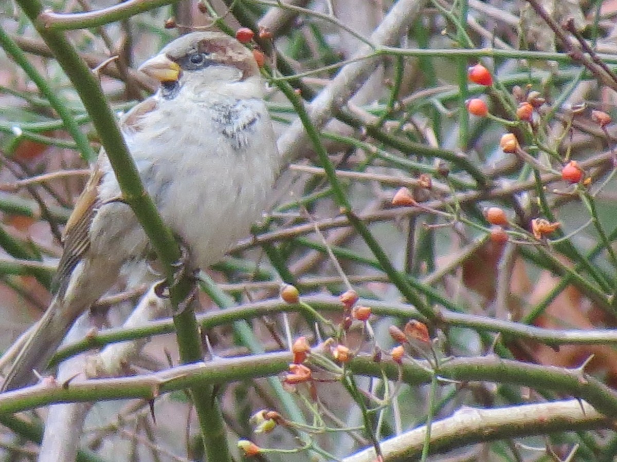 House Sparrow - ML646016224