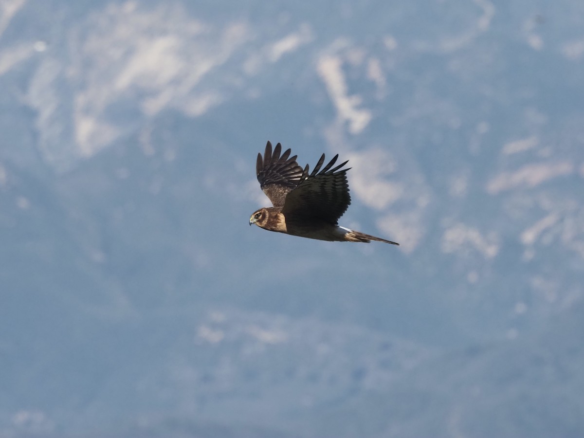 Northern Harrier - ML646016230
