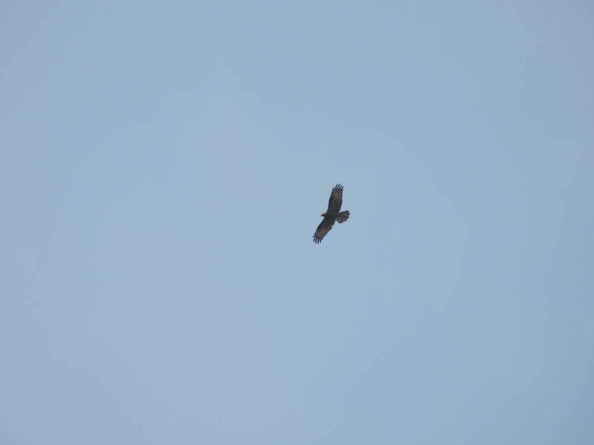 European Honey-buzzard - ML646016232