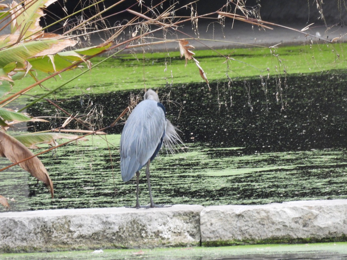 Great Blue Heron - ML646016233