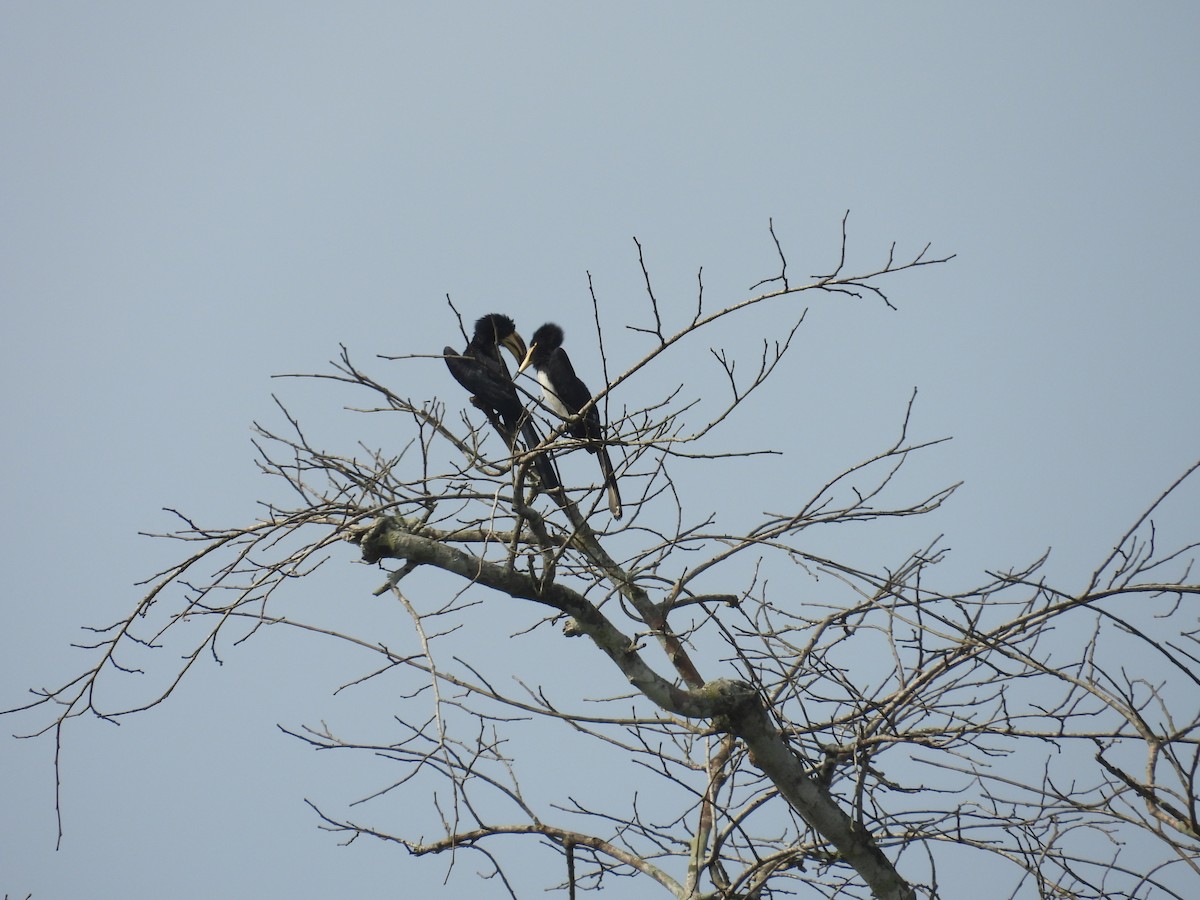 West African Pied Hornbill - ML646016236