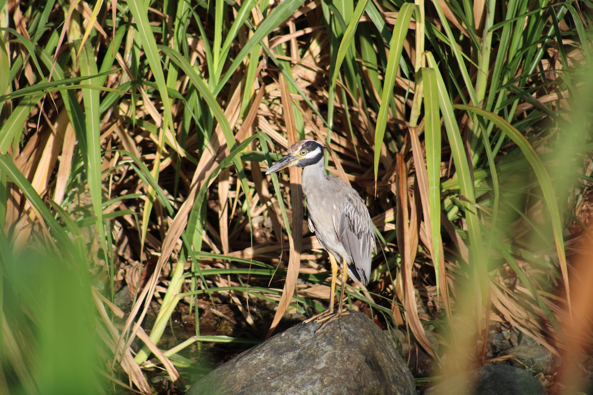 Квак чорногорлий - ML646016237