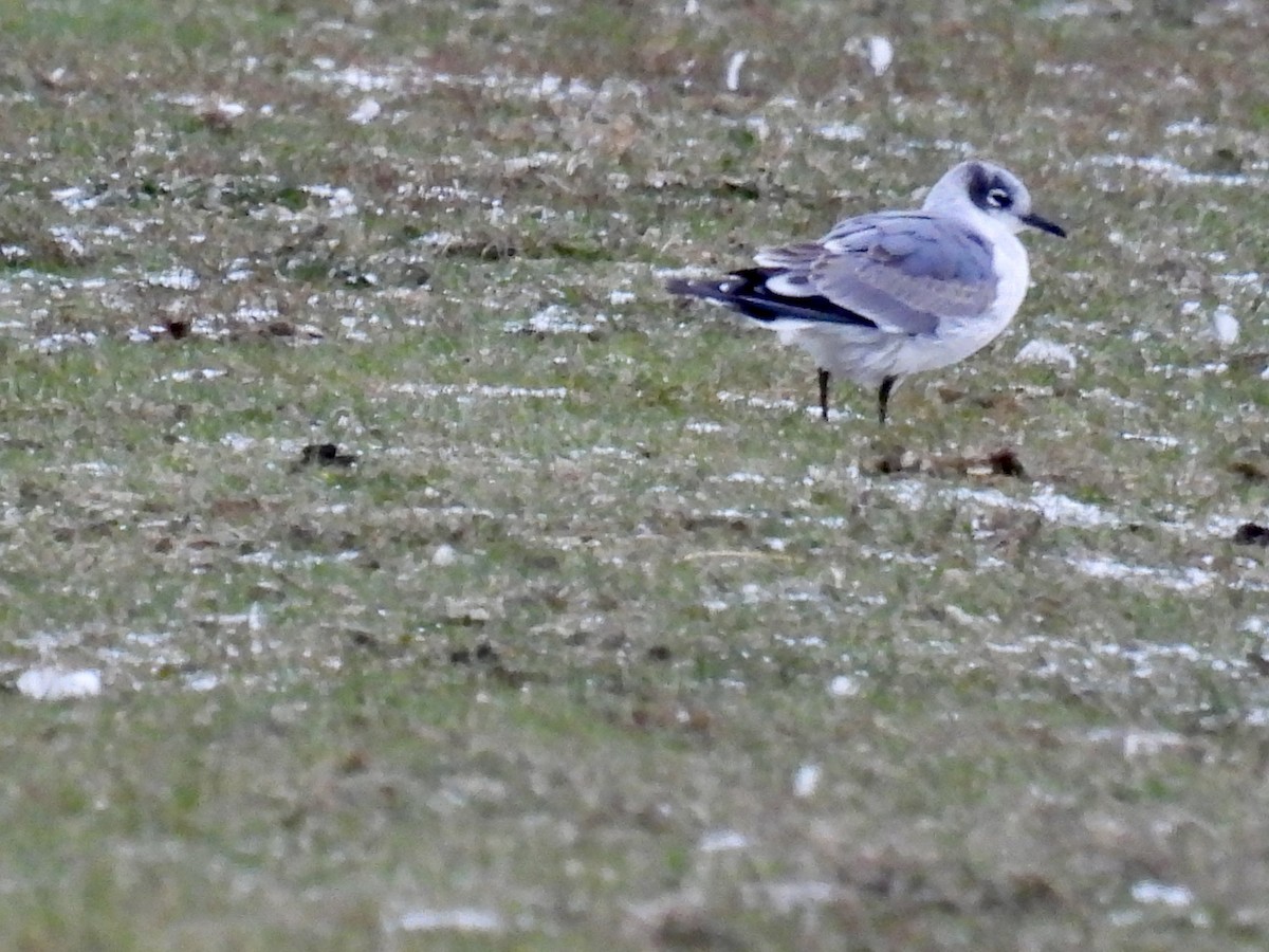 שחף אפור-זנב - ML646016239