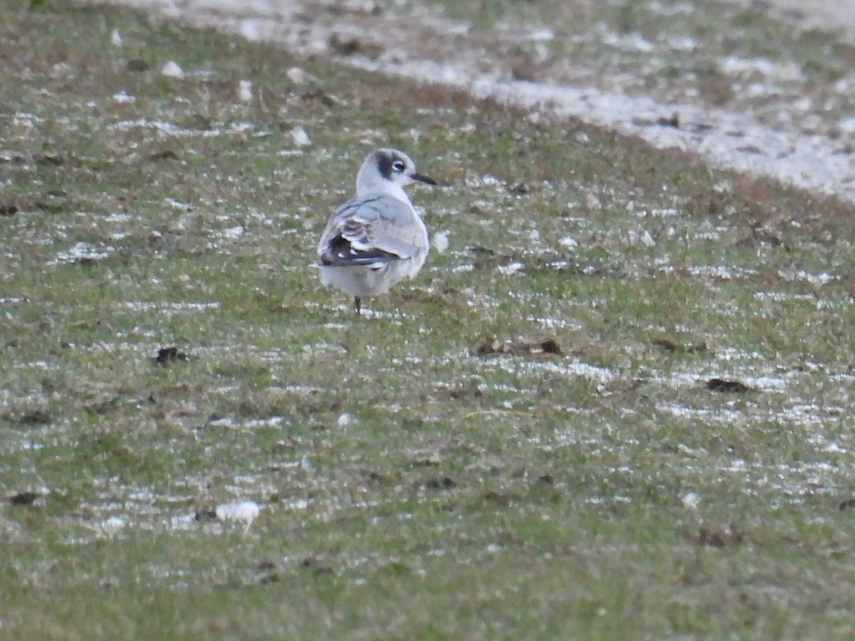 שחף אפור-זנב - ML646016240