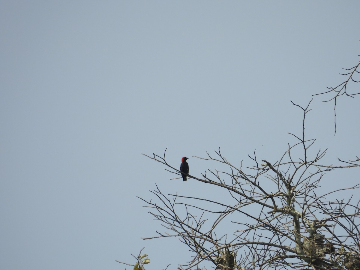 Red-headed Malimbe - ML646016241