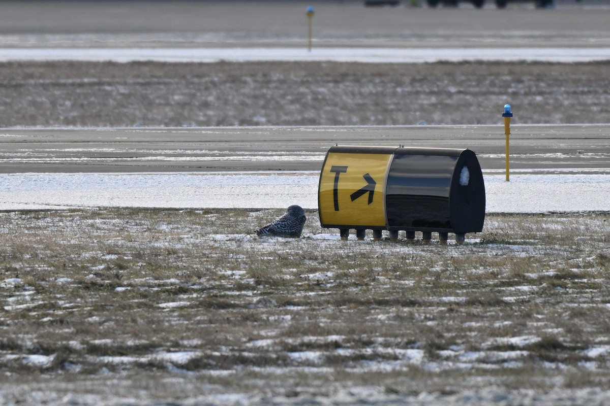 Snowy Owl - ML646016245