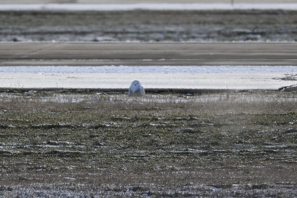 Snowy Owl - ML646016246