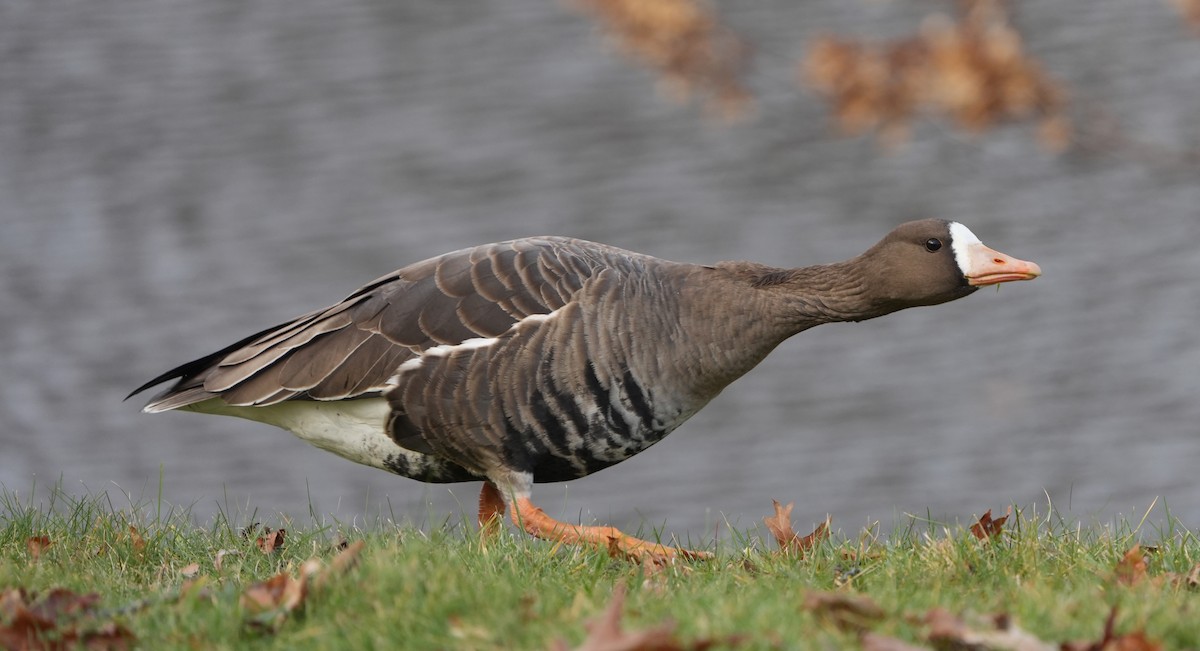 Greater White-fronted Goose - ML646016247