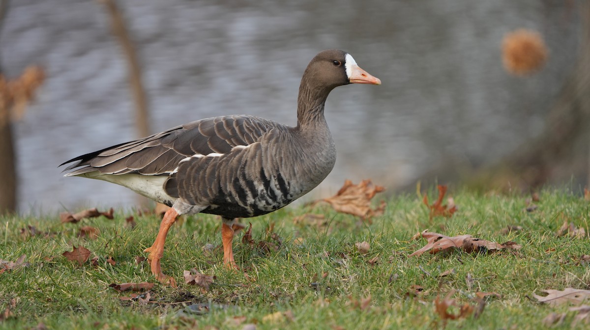 Greater White-fronted Goose - ML646016248