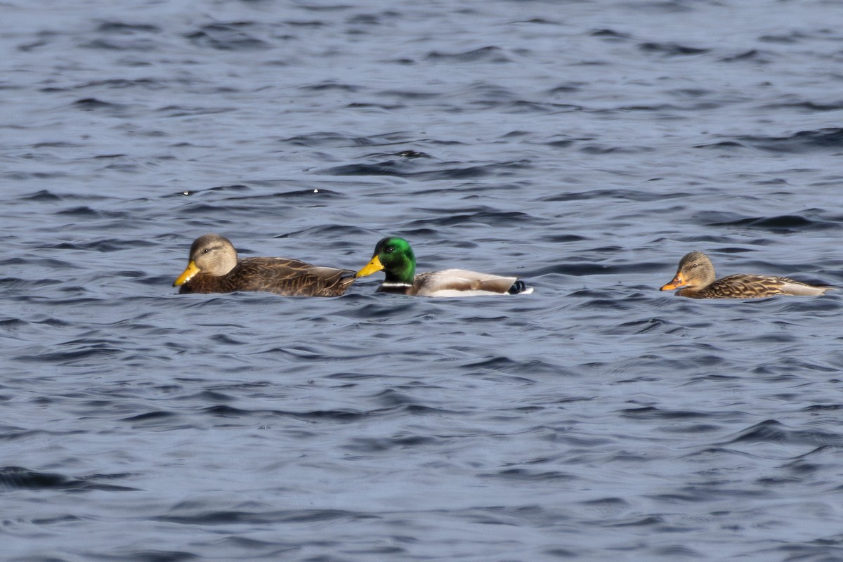 American Black Duck - ML646016257