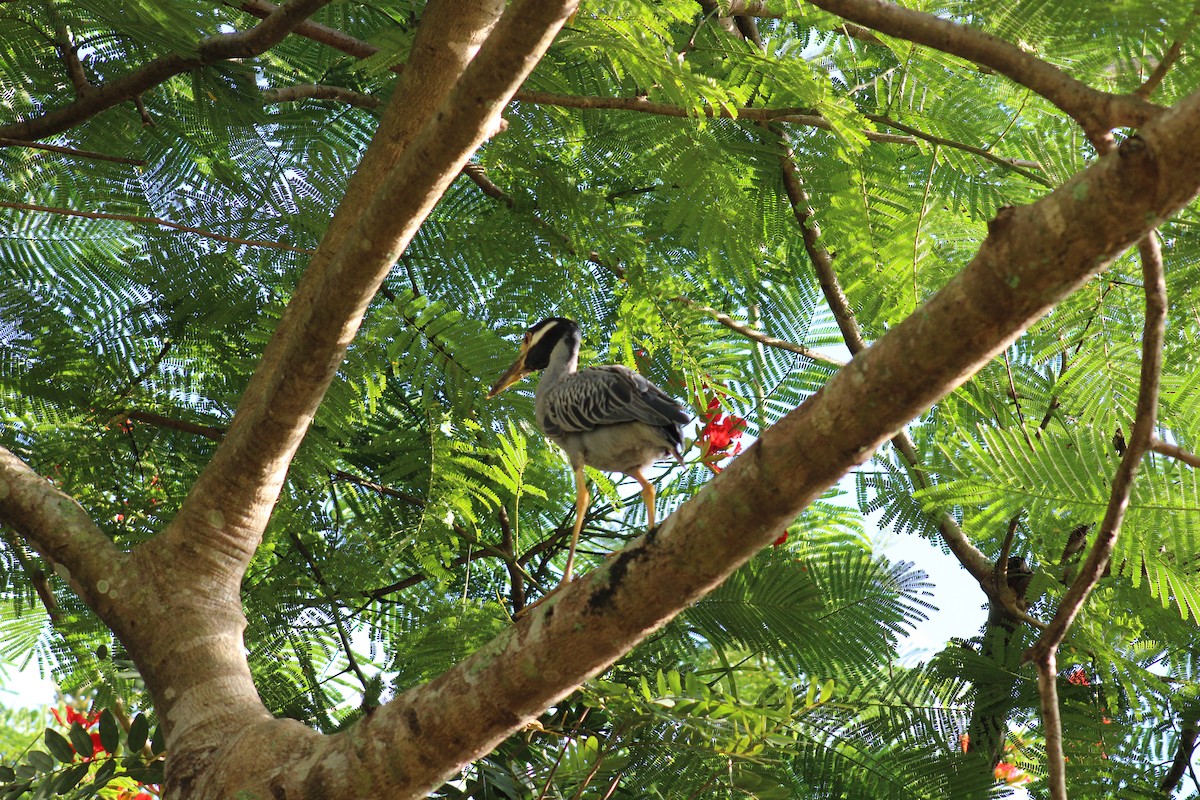 Квак чорногорлий - ML646016258