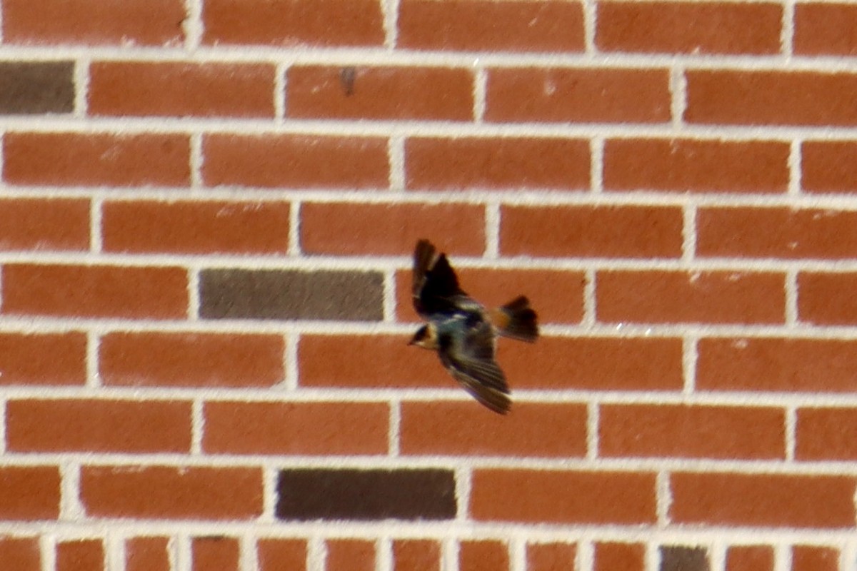 Cave Swallow - ML646016260