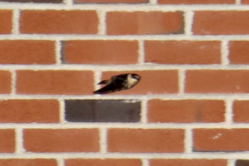 Cave Swallow - ML646016261