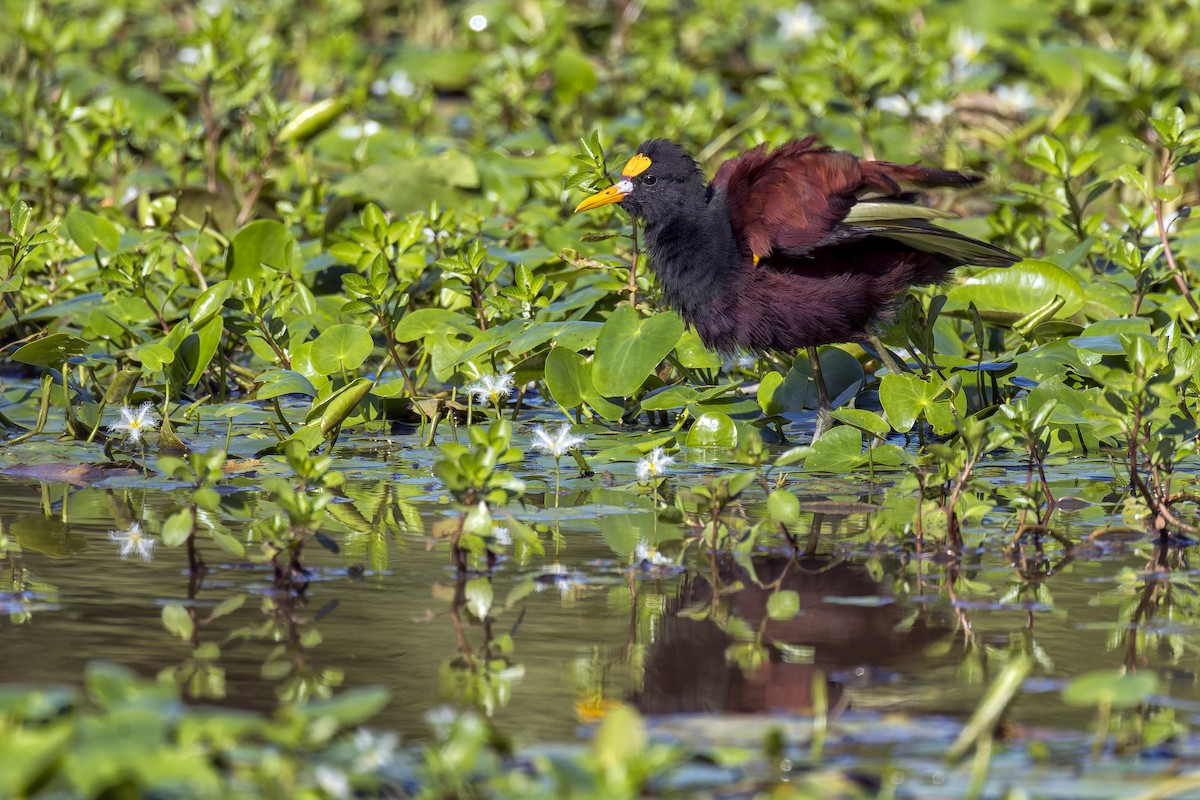 Northern Jacana - ML646016267
