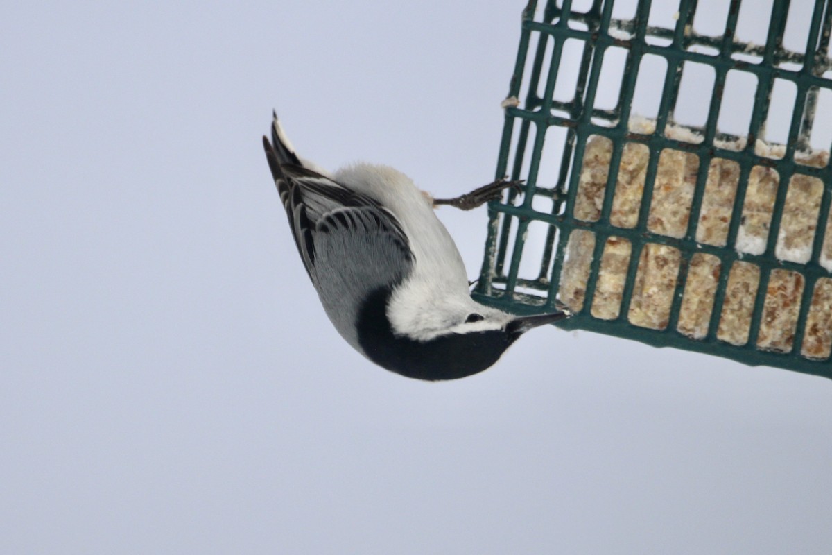 Sittelle à poitrine blanche (carolinensis) - ML646016278