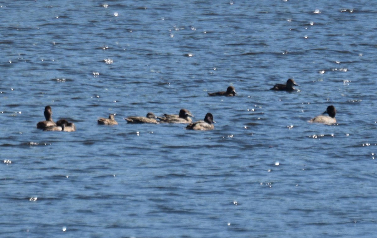 Lesser Scaup - ML646016285