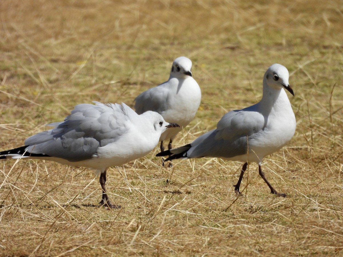 Andean Gull - ML646016286