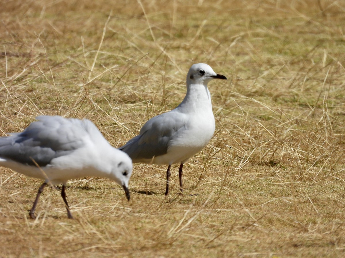 Andean Gull - ML646016287