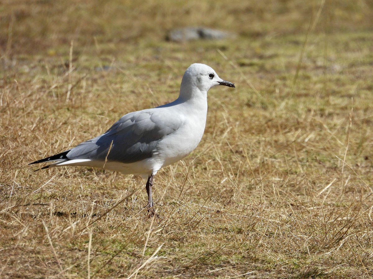Andean Gull - ML646016288
