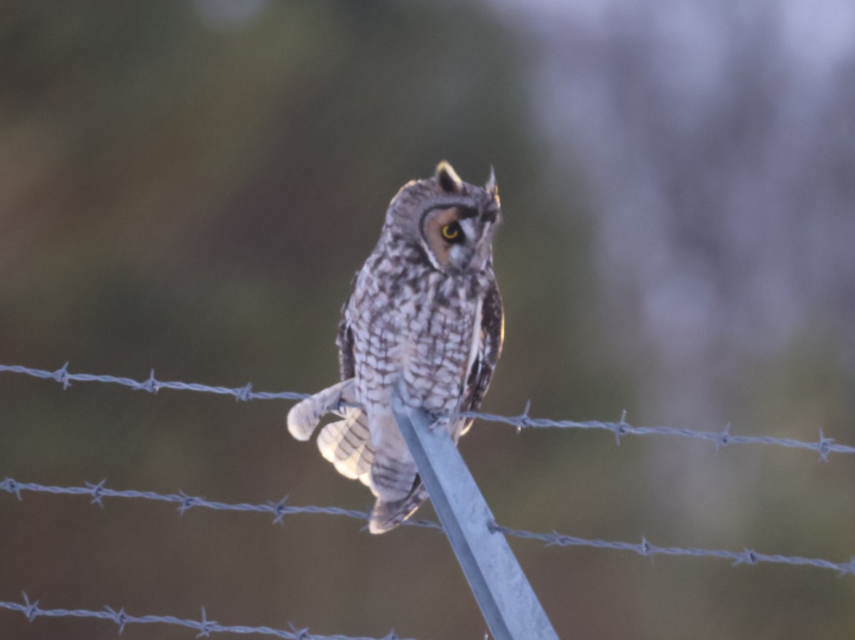 Long-eared Owl (American) - ML646016289