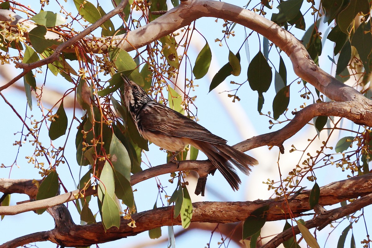 Striped Honeyeater - ML646016293