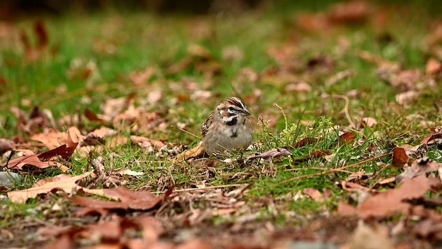גיבתונית לבנת-גבה - ML646016301