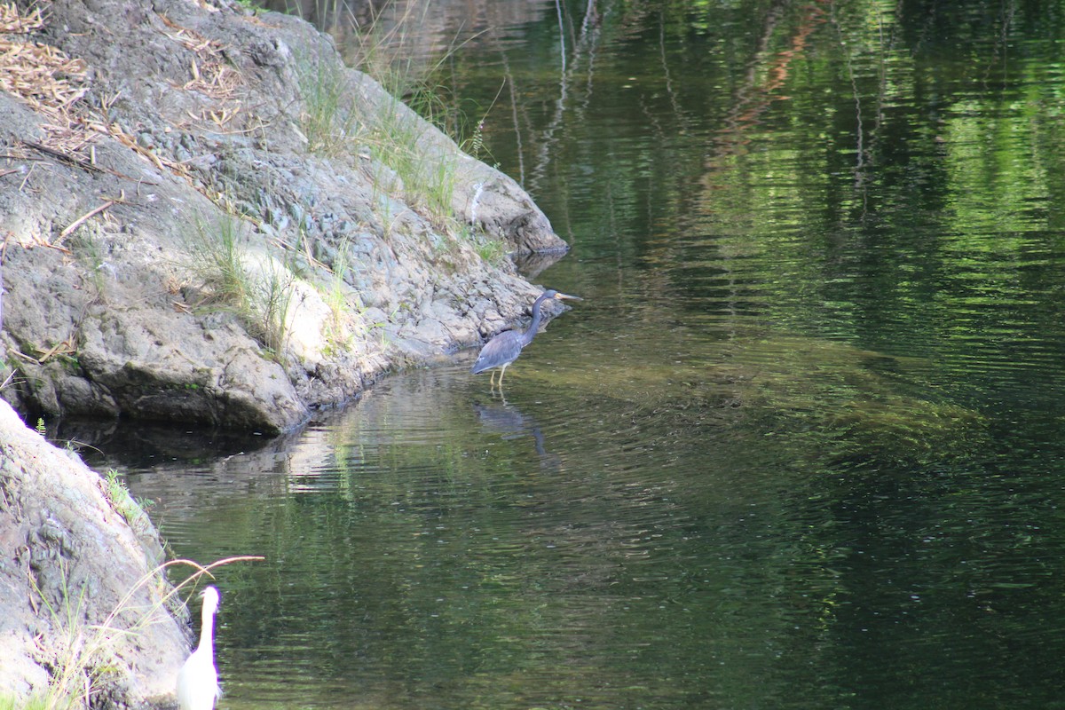 Tricolored Heron - ML646016304