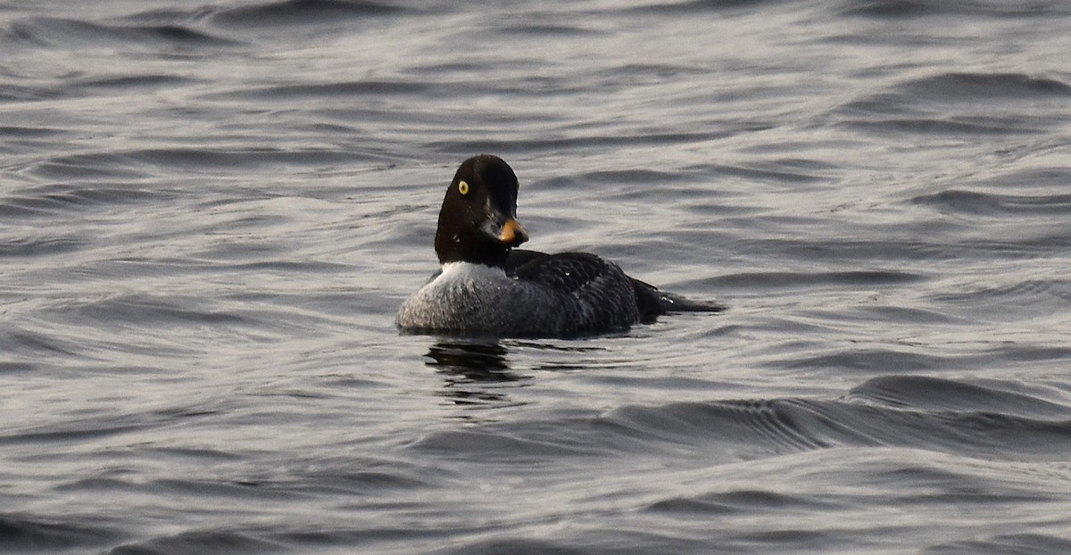 Common Goldeneye - ML646016305