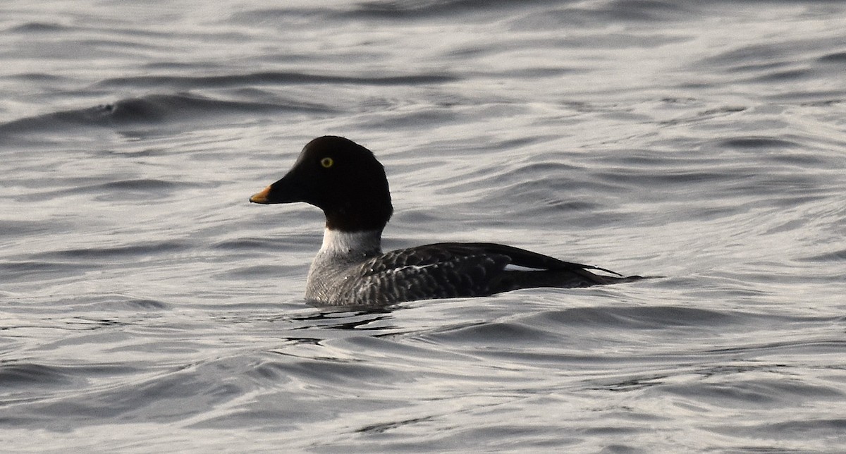 Common Goldeneye - ML646016306