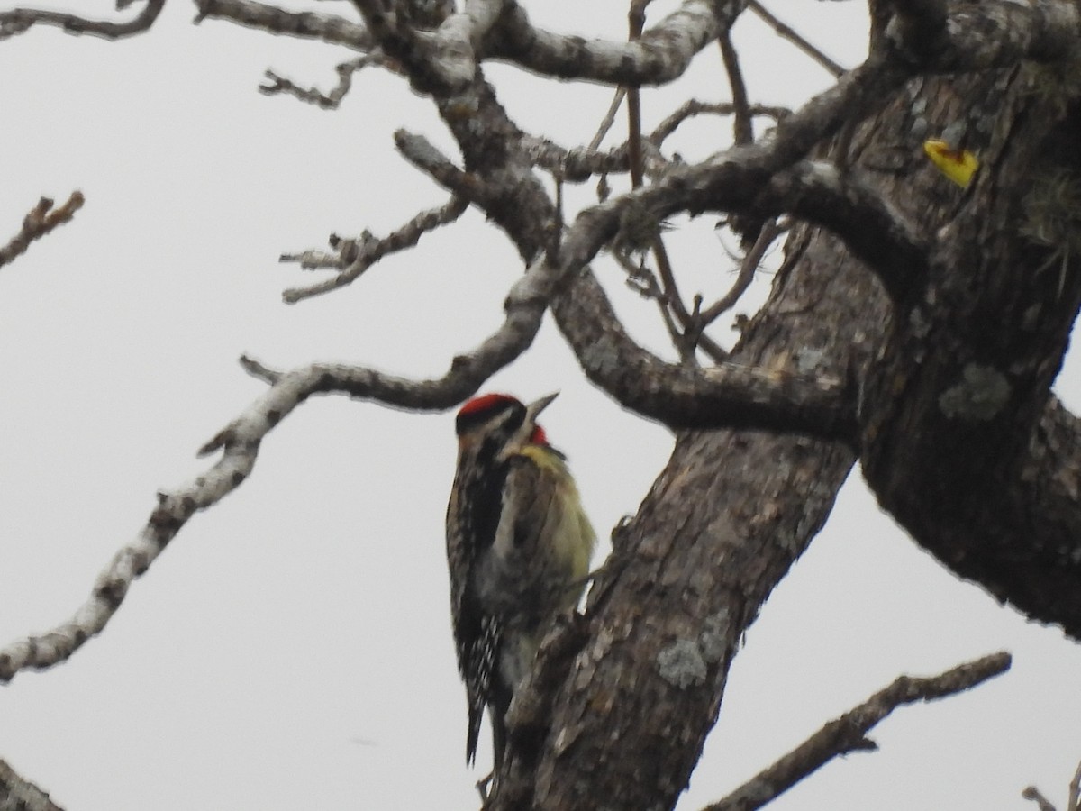 Yellow-bellied Sapsucker - ML646016307