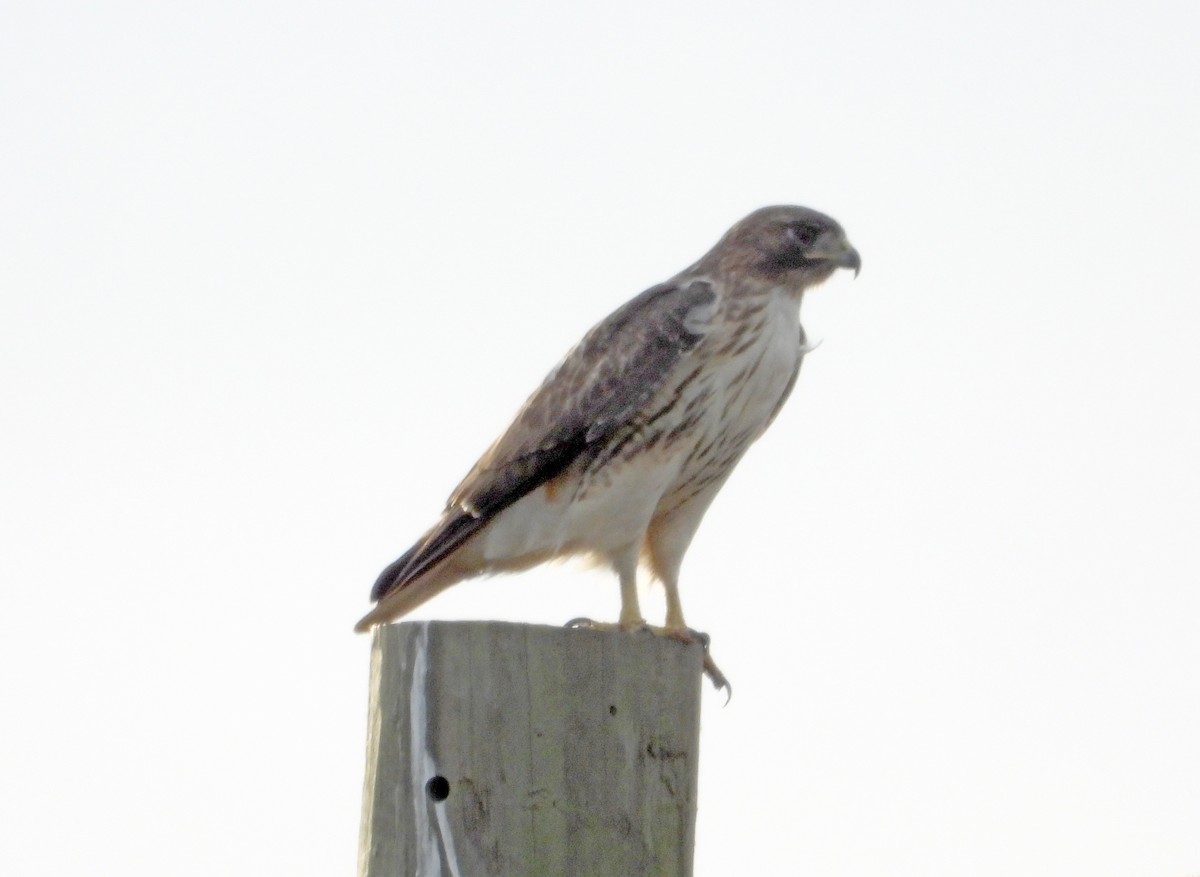 Red-tailed Hawk - ML646016308