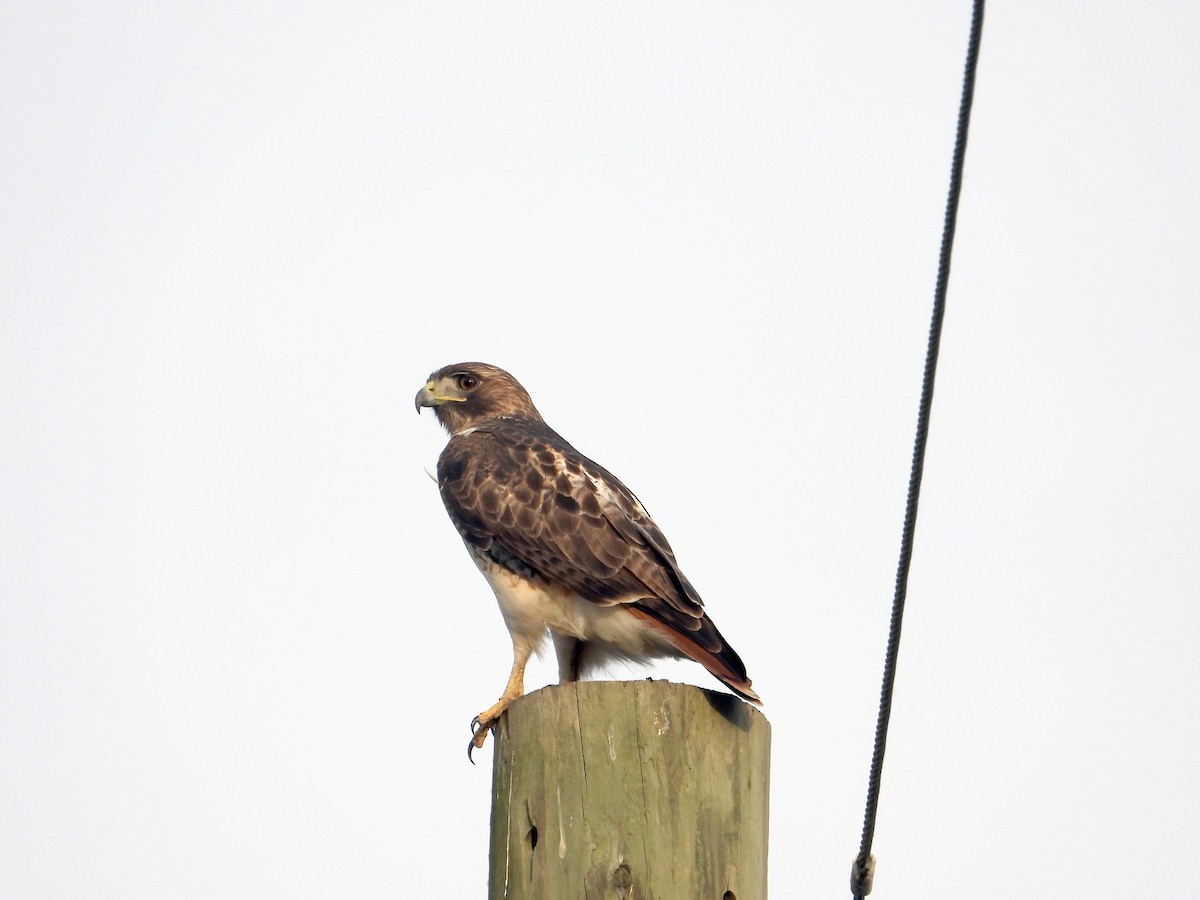 Red-tailed Hawk - ML646016309