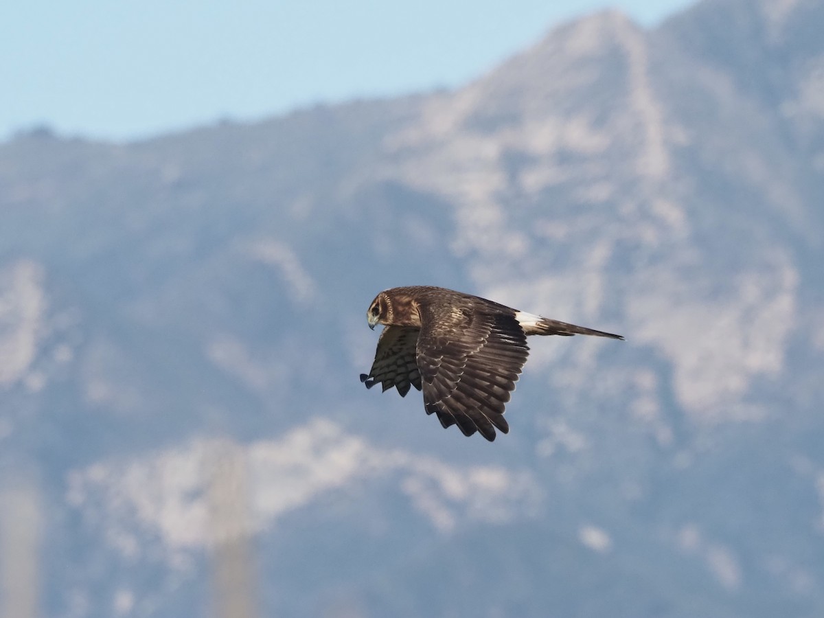 Northern Harrier - ML646016314