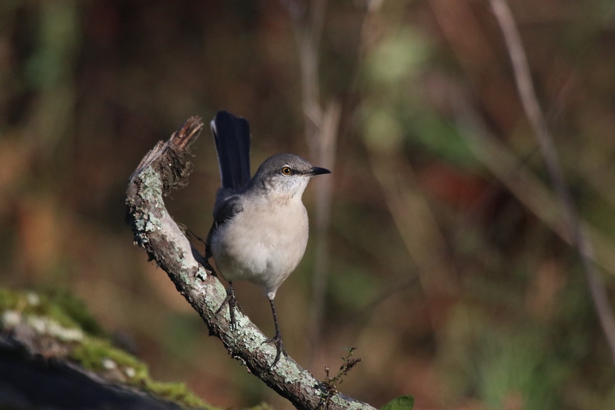 Northern Mockingbird - ML646016315